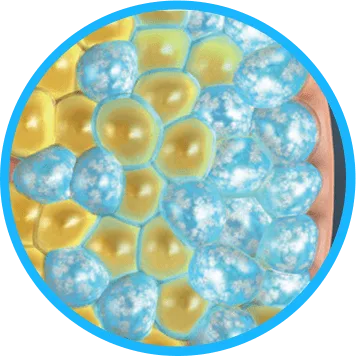 Illustration of fat cells crystallising under cooling for CoolSculpting fat freezing in Amsterdam